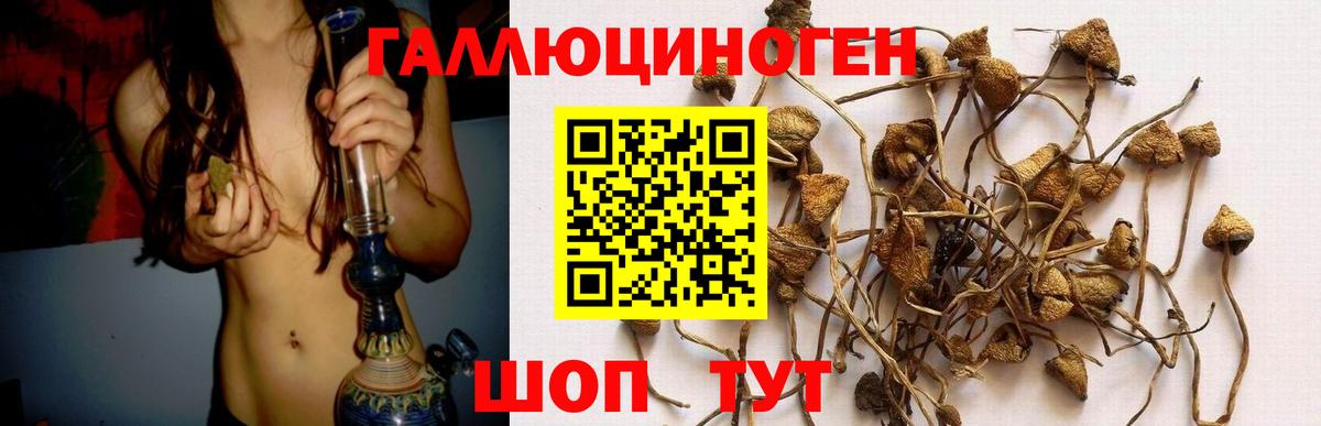 Гудермес  Псилоцибиновые грибы Psilocybe  Вход с VPN 